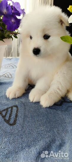 Самоедская лайка очаровательные щенки