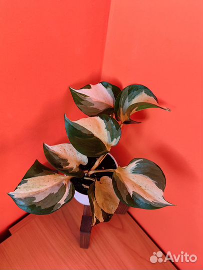 Эпипремнум марбл apple