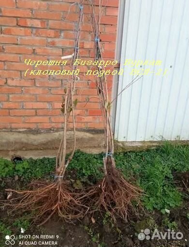 Семена и саженцы