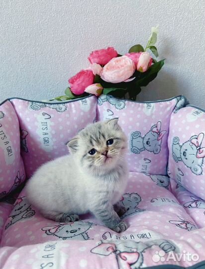 Шотландские котята