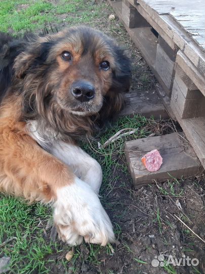 Найдена собака