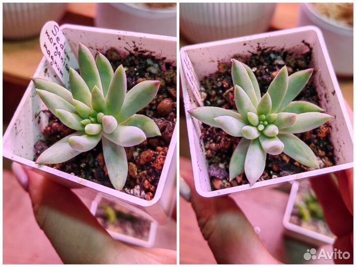 Суккуленты