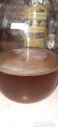 Чайный гриб комбуча