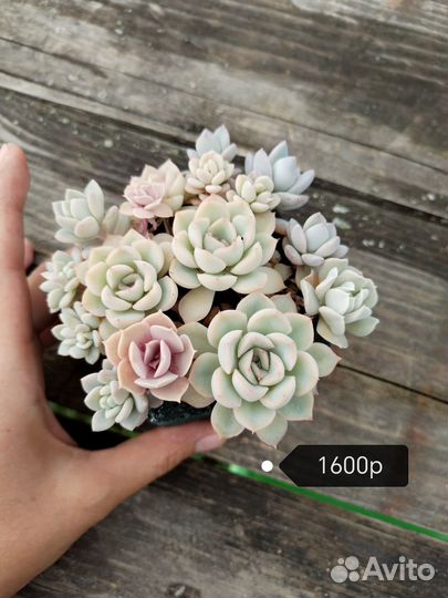 Суккуленты Садики