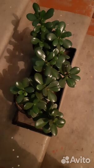 Крассула (денежное дерево)