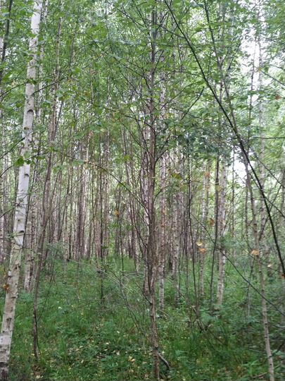 Участок 4,4 га (СНТ, ДНП)