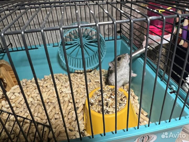 Джунгарский хомяк с клеткой