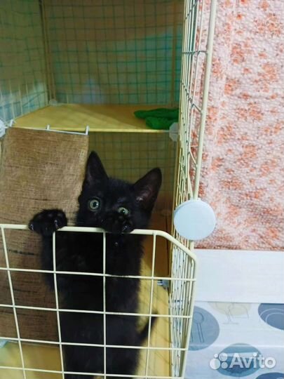 Необыкновенный котенок с бровями ищет дом