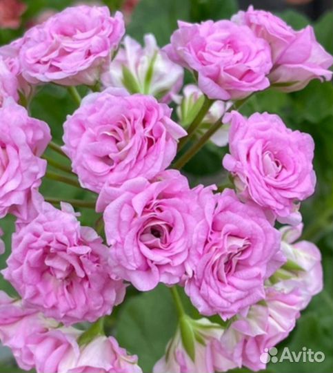 Пеларгония Ю Марлезон-2