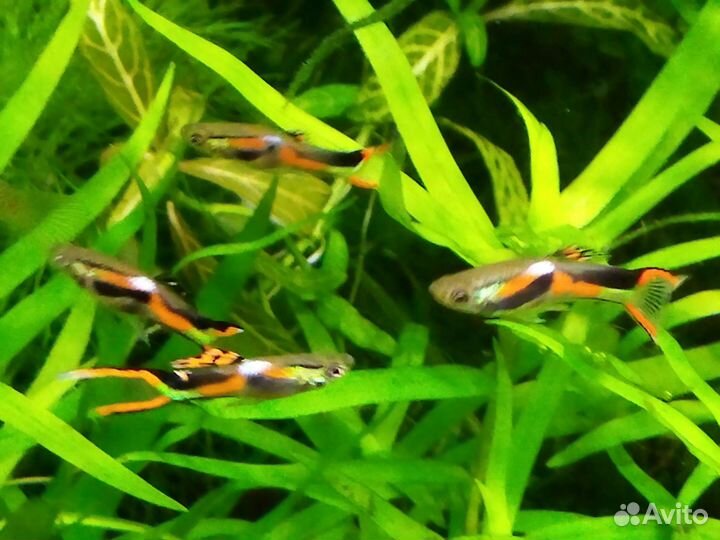 Миролюбивые рыбки