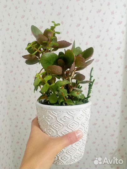 Суккуленты, комнатное растения