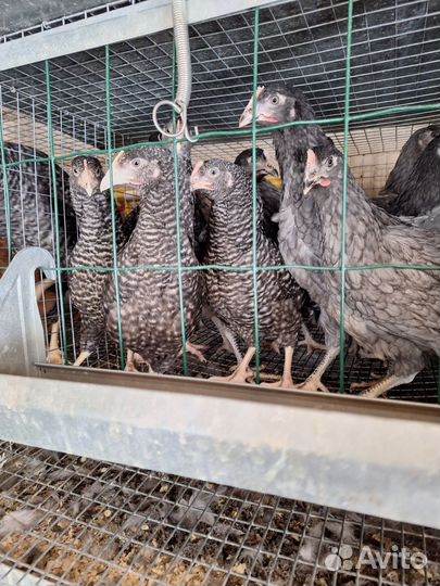 Куры молодки Яичного направления