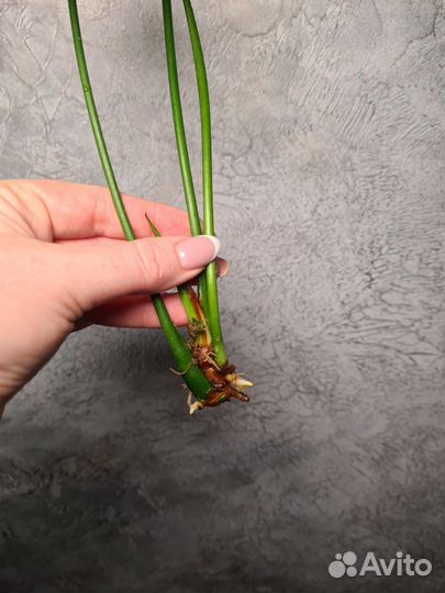 Антуриум Ягуар грин