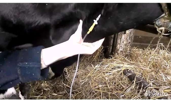 Искусственное осеменение коров