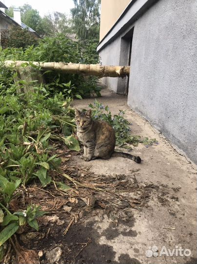 Кошечка ищет дом