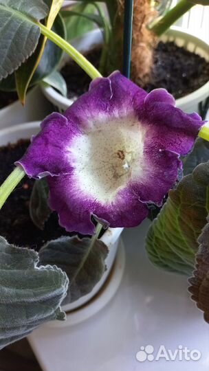 Глоксиния лист