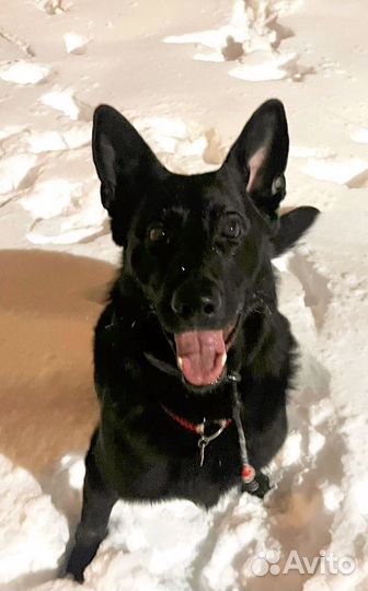 Немецкая овчарка вязка