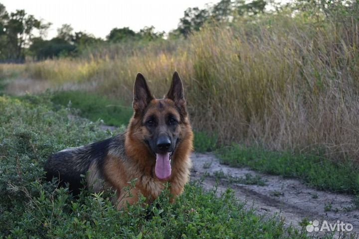 Немецкая овчарка в совладение