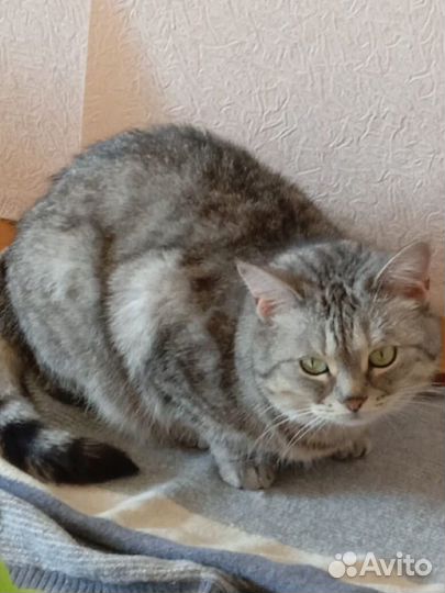 Кошка в добрые ручки