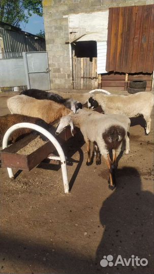 Баранчики и ягнята