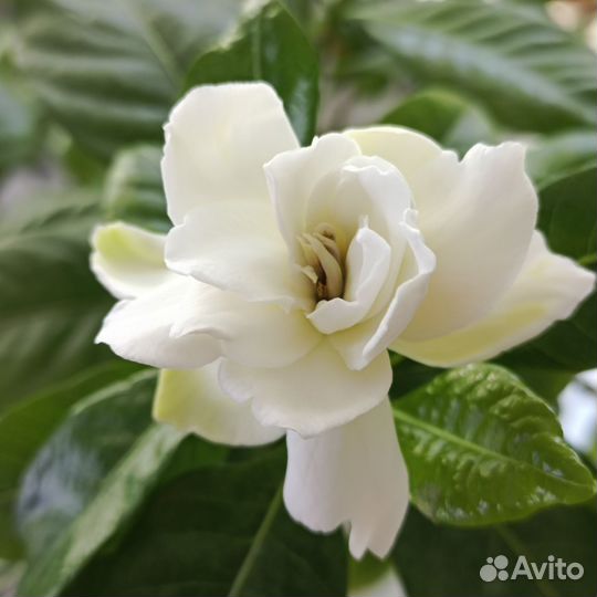 Гардения жасминовидная