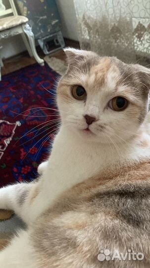 Отдам кошку в добрые руки