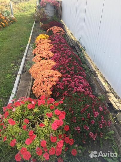 Хризантемы мультифлора