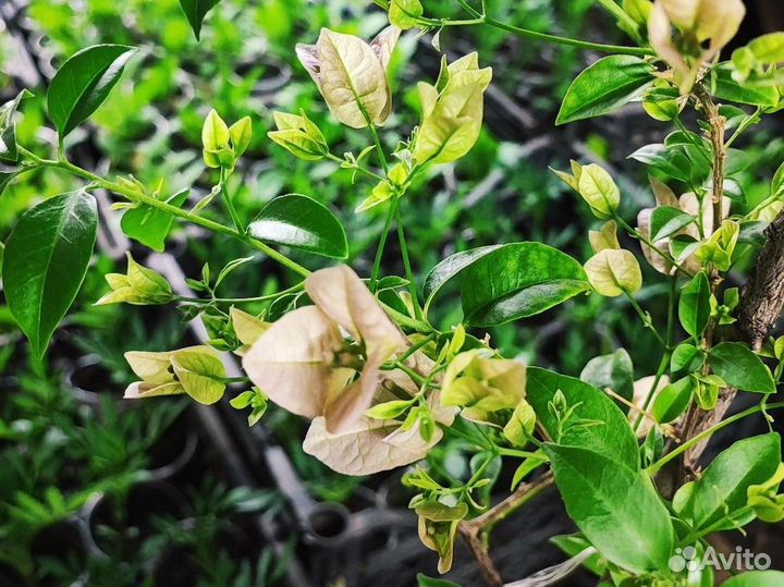 Рассада цветов для сада и дома