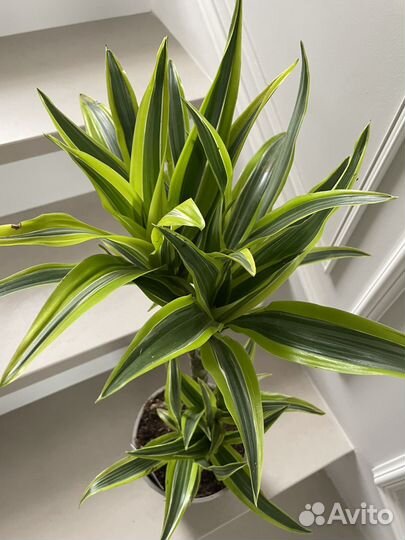 Драцена Лемон Лайм 65 см