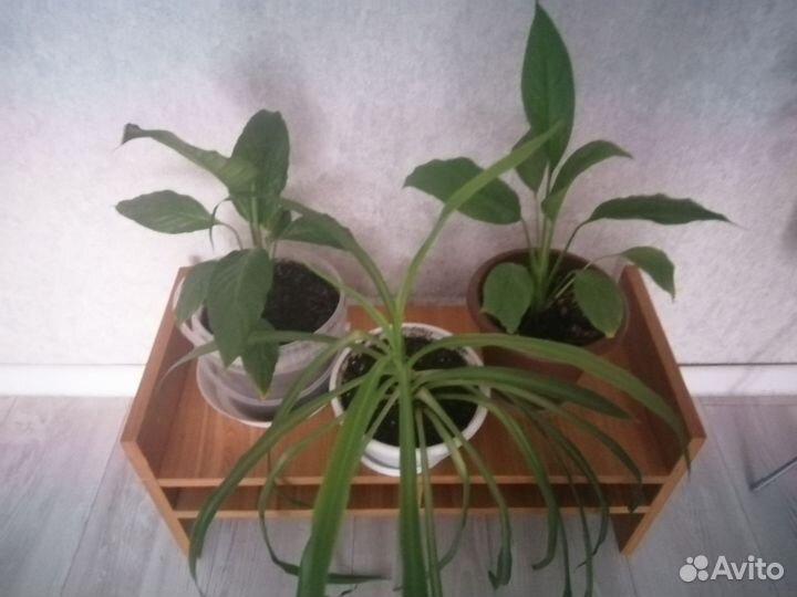 Цветочки с полочкой