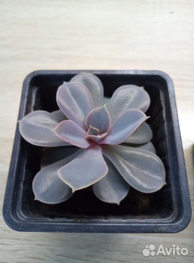 Флорариум суккуленты