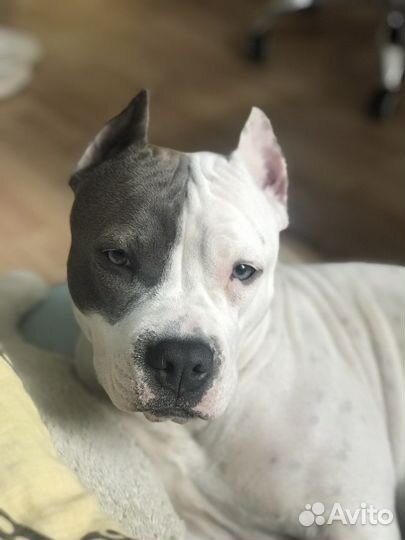 Собака Амстафф для фотосессий и съёмок