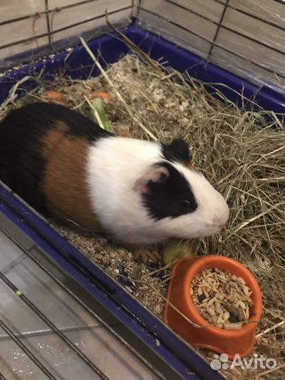 Гостиница для грызунов, шиншилл