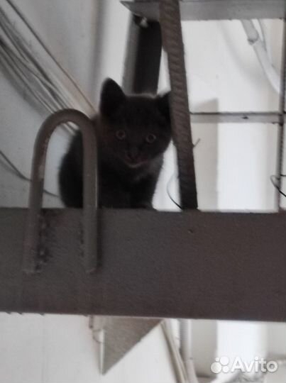 Красивый котёнок