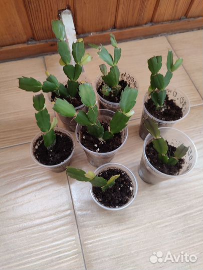 Декабрист шлюмбергера