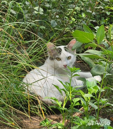 Котик и кошечка малыши)