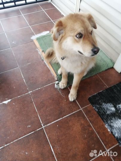 Собака в добрые руки