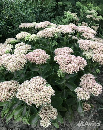 Очиток розовый