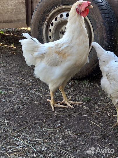 Молодые петухи