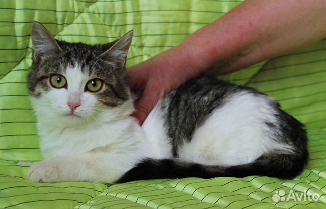 Котенок Машенька