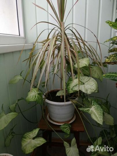 Драцена и сингониум