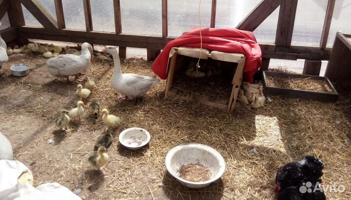 Птицы разные