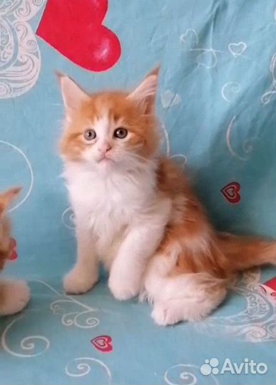 Котенок мейн-кун Девочка