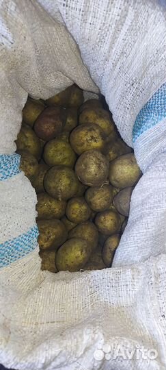 Картофель для животных