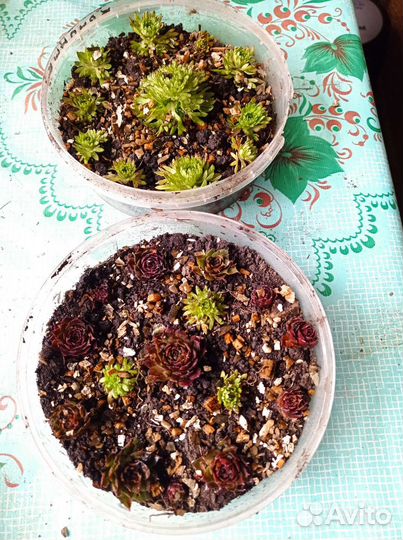 Каменный цветок