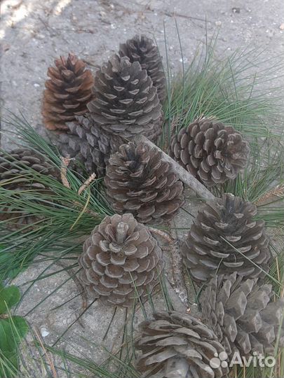 Набор из шишек