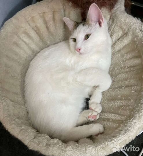 Котик в добрые руки