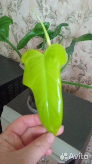 Филодендрон виолин голд