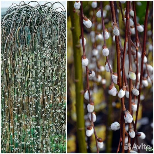 Верба плакучая на штамбе