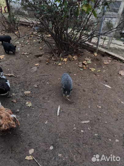 Вьетнамские поросята